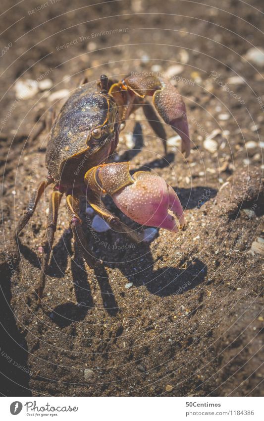 Little crab on the beach Summer vacation Nature Sand Lakeside River bank Beach Animal Wild animal Claw Shellfish 1 Freedom Colour photo Subdued colour Detail