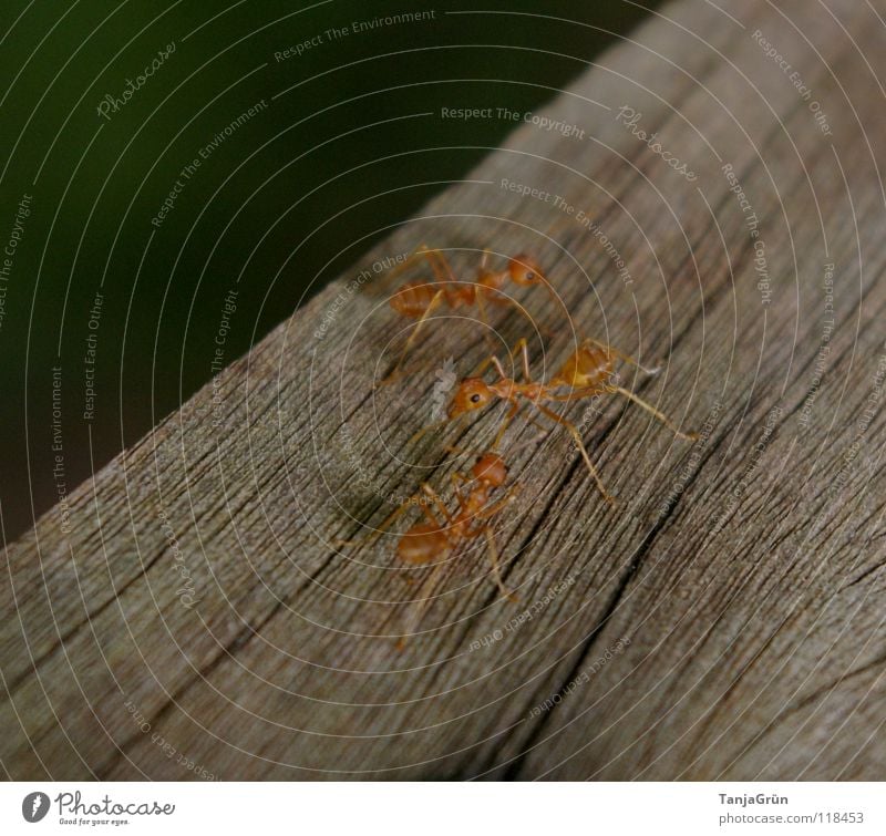 Antz Wood Animal Brown Insect Lane change Oncoming traffic Tracks Pests Macro (Extreme close-up) Close-up Tree trunk Spike ants Feet Wood grain antz Orange