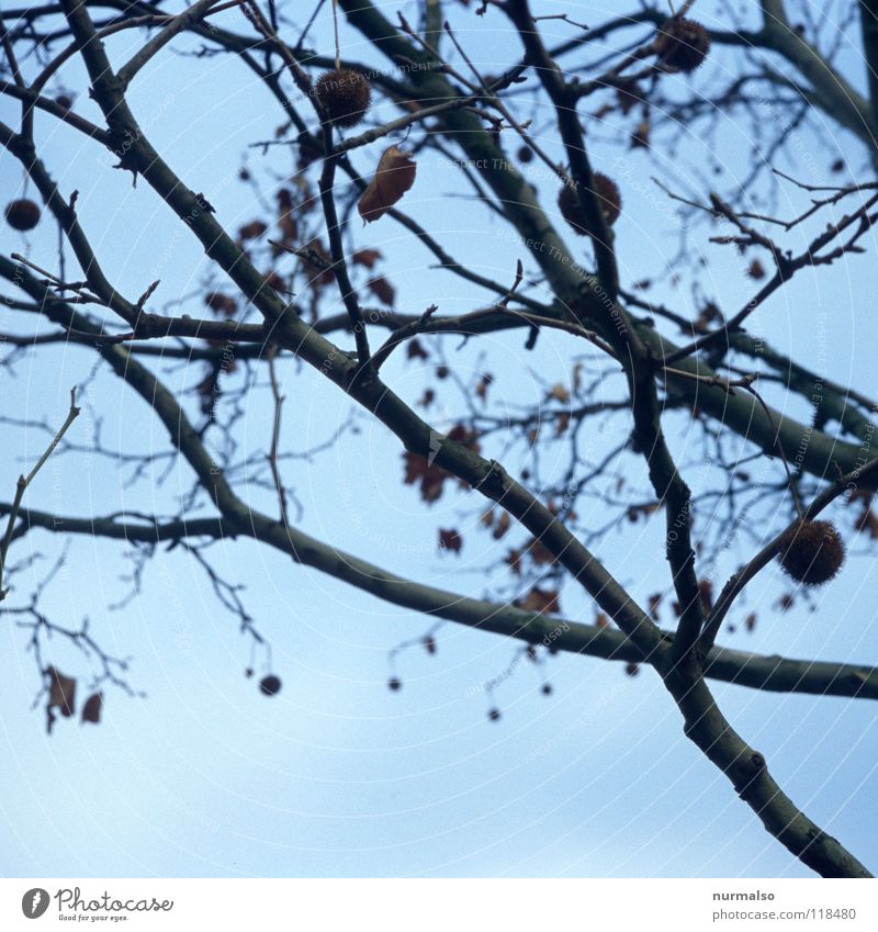 Bommel bush I Bushes Tree Tuft Cap Cold Winter Leaf Gray Heavy Grief Dark Hang Driving Roadside Moody Autumn Time Infinity Brandenburg Emotions Seasons Branch