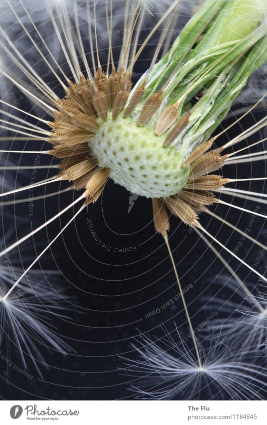 Courage to fill a gap Plant Spring Flower dandelion Blossoming Love Faded To dry up Esthetic Exceptional Natural Yellow Green Black White Emotions Moody