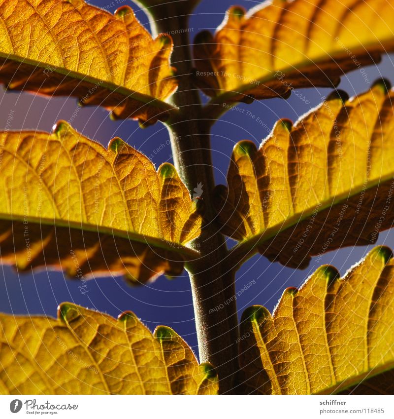 <100> Details on leaf style Leaf Style Summer Plant Lighting Bright leaf structure Sun Warmth Colour Gold Macro (Extreme close-up)