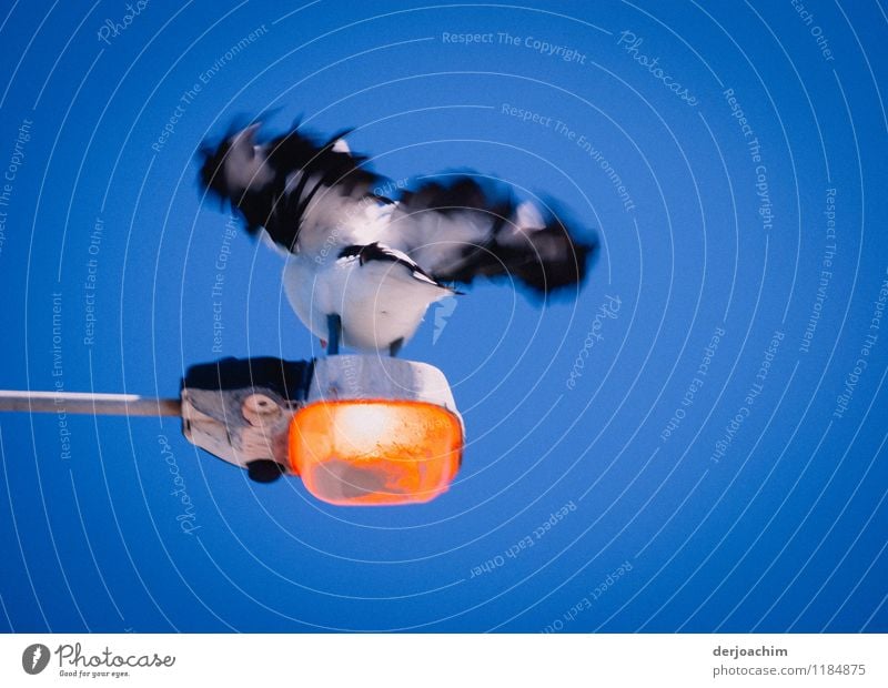 A pelican sits on a lighted lantern and swings its wings, just before it takes off. View from below. Exotic Harmonious Summer Environment Beautiful weather