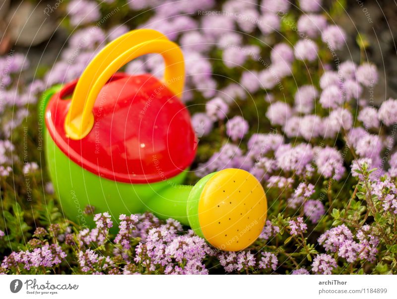 Watering can in sea of flowers Children watering can, pink flowers Garden, Game Outside Close-up Toys Spring Blossoming Nature