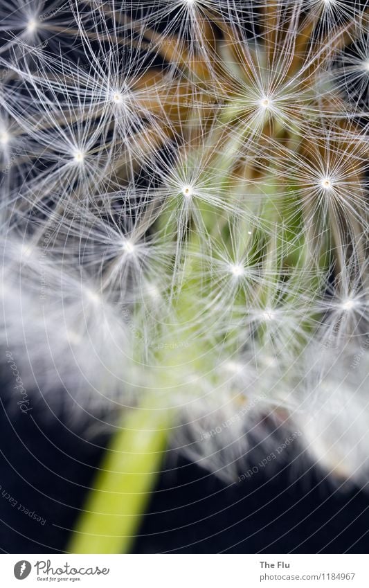 fireworks of nature Spring Flower Dandelion Garden Old Blossoming Flying Love Dream Faded To dry up Growth Exceptional Natural Brown Green Black White Emotions