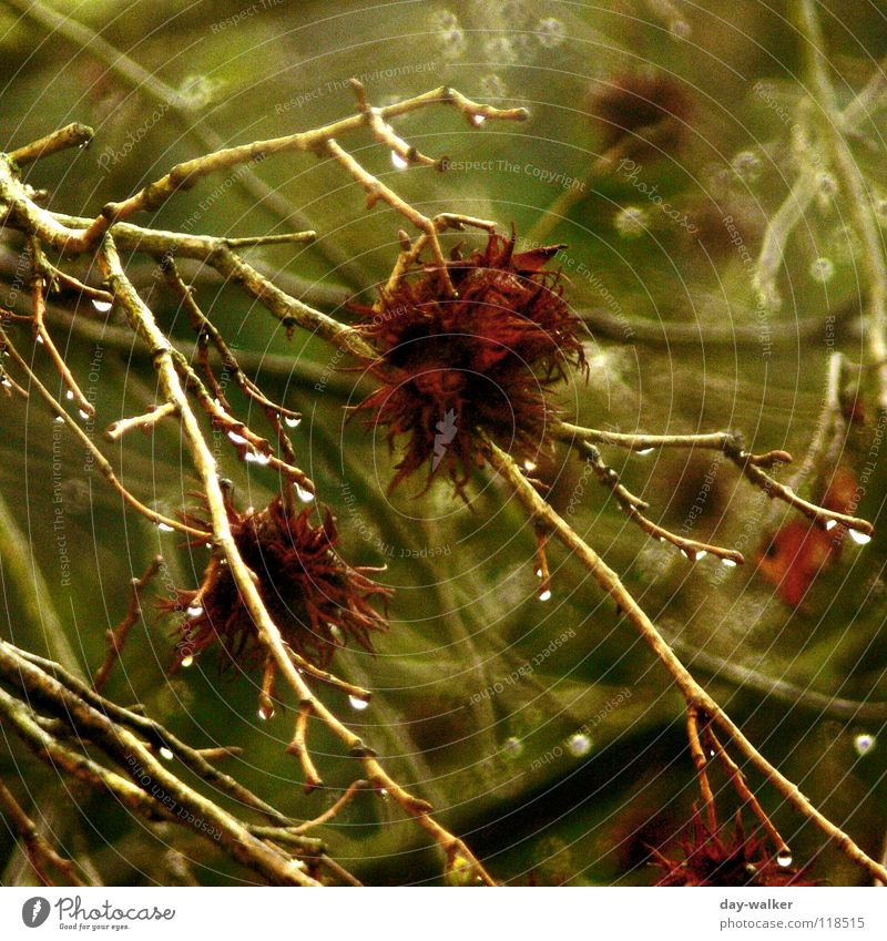 Rainy Days Storm Wet Damp Tree Plant Blossom Green Red Animal Thunder and lightning Water Branch Drops of water Nature