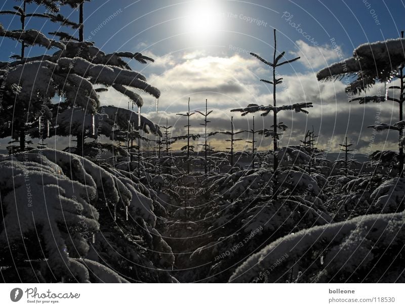 WinterWonderLänd II Sauerland Snowscape Ice Frostwork Cold White Eerie Back-light Light Vacation & Travel Tree Heathland Fir tree Freeze To go for a walk Calm