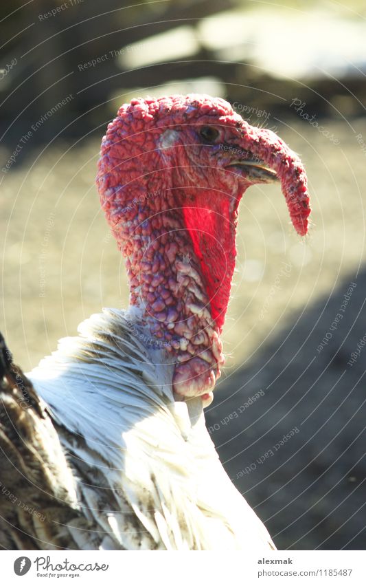 turkey-cock's head Zoo Animal Spring Village Farm animal Bird Animal face 1 Red Story big wing tail feathery Rural Domestic Meal paws cell Colour photo Close-up