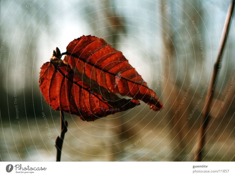 autumn Leaf Autumn Flower Plant Nature Landscape