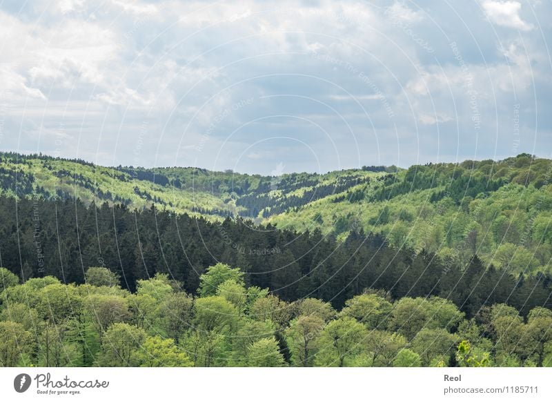 light and dark Nature Landscape Plant Earth Sky Clouds Spring Beautiful weather Tree Wild plant Beech tree Fir tree Forest Hill Mixed forest Coniferous forest