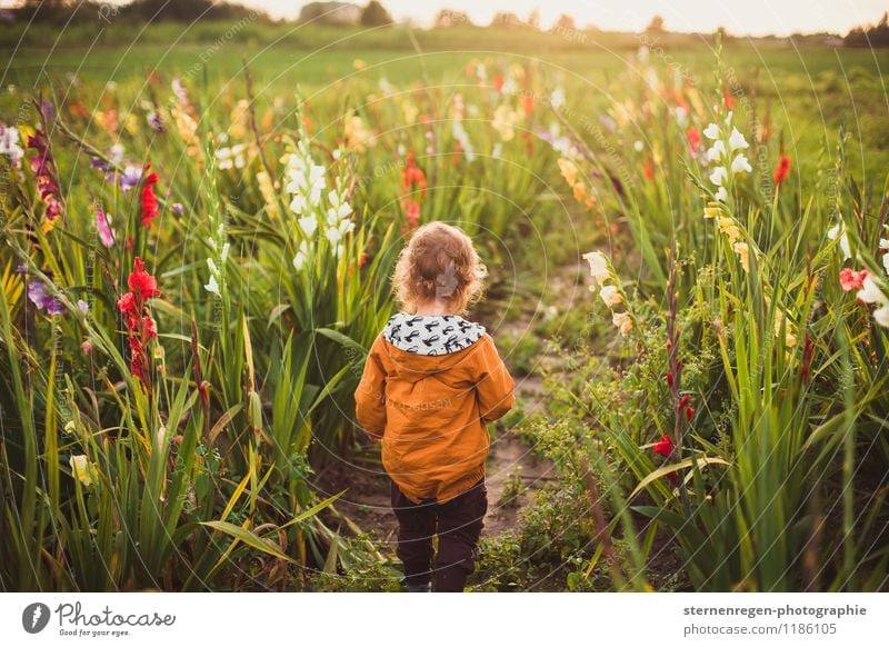 gladiolus child Child Toddler Girl Boy (child) 1 - 3 years Freedom Gladiola Nature Dream Flower meadow Back-light Curl Growth Study Beautiful Summer Autumn