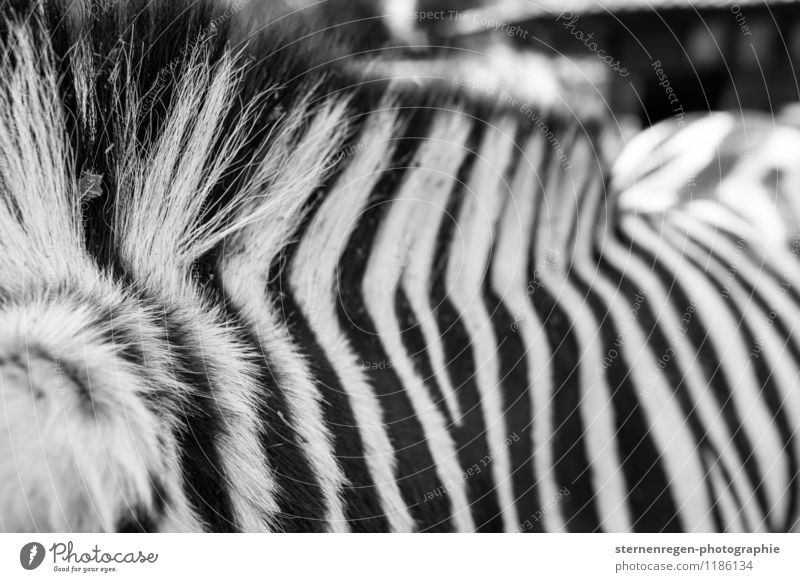 chipmunks Animal Wild animal Zoo Petting zoo Feeding Zebra Stripe Black & white photo Hair and hairstyles Exterior shot Contrast Shallow depth of field