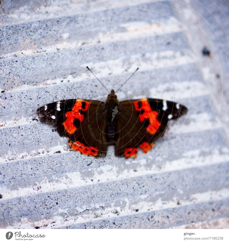 When butterflies take a break... Animal Butterfly Wing 1 Gray Red Black White Pattern Feeler Stone Stone floor Furrow Small Motionless Floor covering serrated