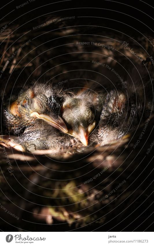 silent Animal Wild animal Bird 4 Baby animal Sleep Naked Calm Nature Chick Blackbird Nest Colour photo Exterior shot Close-up Deserted Copy Space top