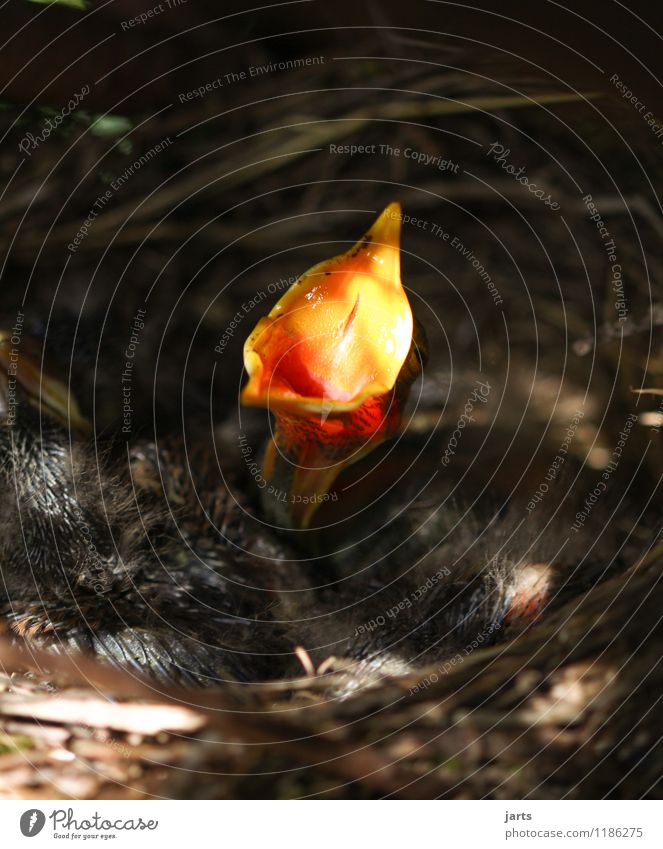 loudmouth Animal Wild animal Bird 4 Baby animal Feeding Scream Nature Appetite Beak Neck Blackbird Chick Nest Colour photo Exterior shot Close-up Deserted