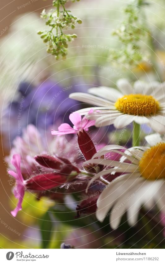 wedding details VIII Flower Blossom Marguerite White campion Meadow flower Bouquet Happiness Small Natural Beautiful Blue Multicoloured Yellow Green Pink Moody