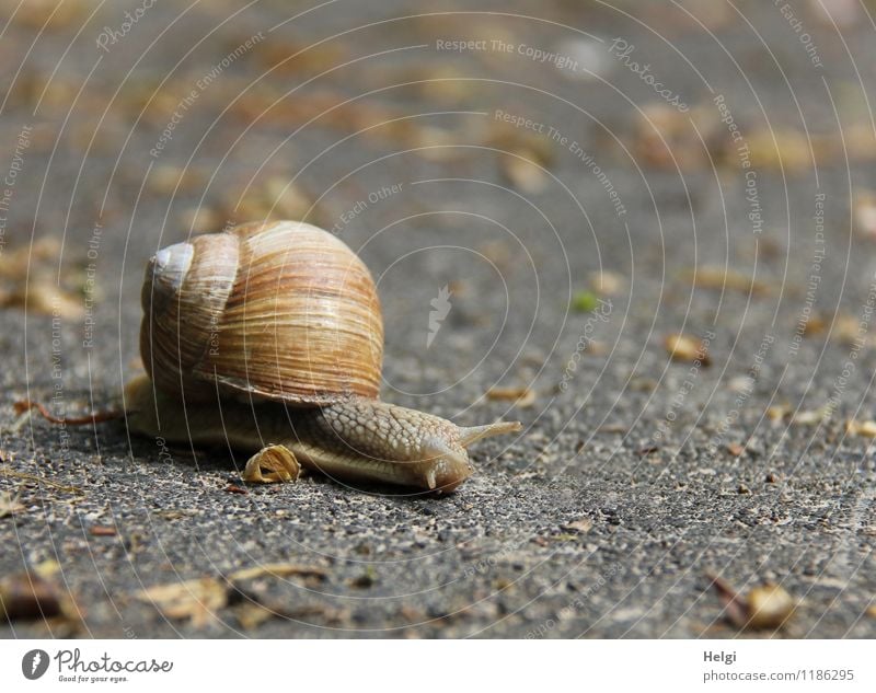 a long way... Street Animal Wild animal Snail Vineyard snail 1 Movement Small Natural Brown Gray Attentive Dangerous Resolve Life Nature Environment