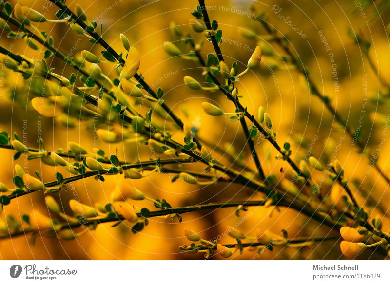 broom Environment Nature Plant Spring Bushes Blossom Wild plant Healthy Happy Beautiful Natural Yellow Colour photo Multicoloured Exterior shot