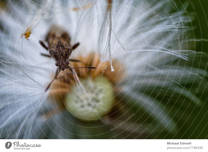 looking out Environment Nature Plant Animal Wild plant Dandelion Insect Fight Crawl Curiosity Colour photo Multicoloured Exterior shot Macro (Extreme close-up)