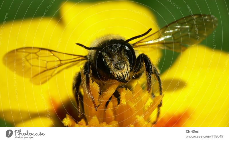 Earth bee ( Andrena florea ) 05 Sand bee Bee Wasps Insect Honey Diligent Yellow Black Green Striped Summer Spring Feeler Animal Collection Northern Forest