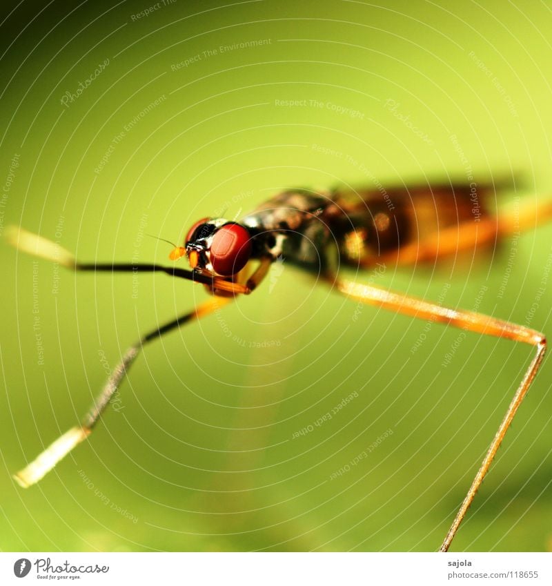 Another fly! Virgin forest Animal 1 Thin Red Insect Legs Eyes Head Singapore Asia Paw Cleaning Delicate Colour photo Multicoloured Exterior shot Close-up Detail