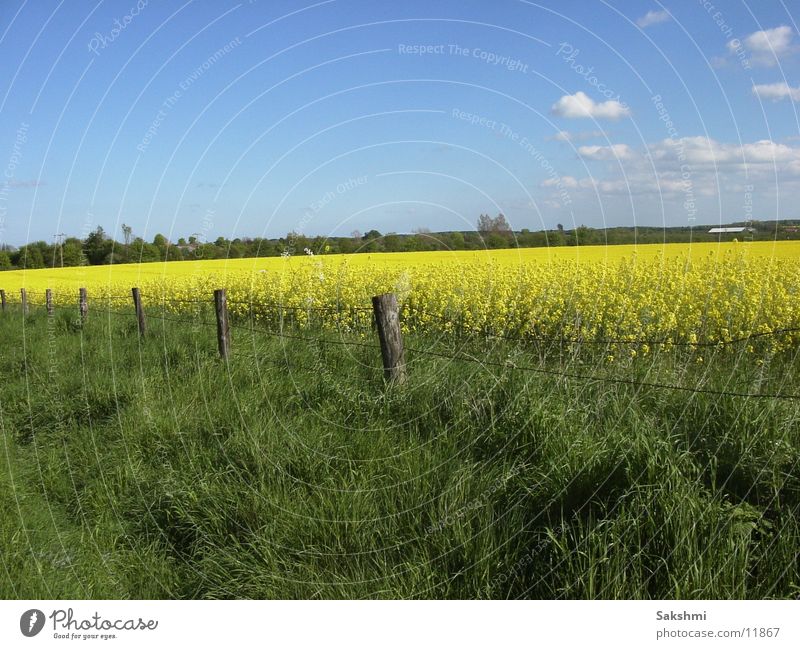 rapsfeld rap field fields