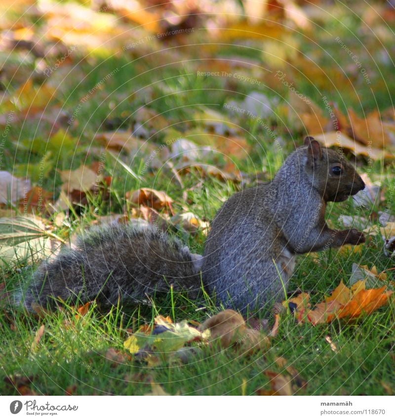 Favourite animal: squirrel! Part 6 Squirrel Paw Bushy Sweet Small Cute Tree Meadow Grass Toronto Park Speed Brown Pelt Rodent Mammal Be confident Brash Ear Eyes