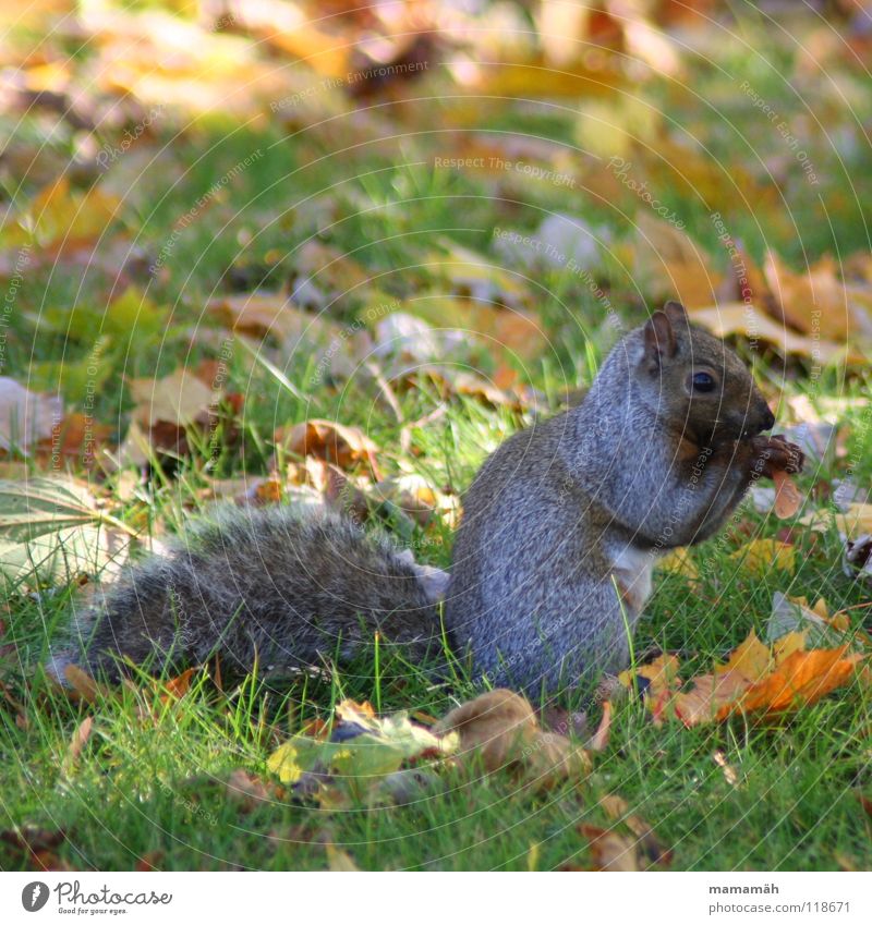 Favourite animal: squirrel! Part 7 Squirrel Paw Bushy Sweet Small Cute Tree Meadow Grass Toronto Park Speed Brown Pelt Rodent Mammal Be confident Brash Ear Eyes