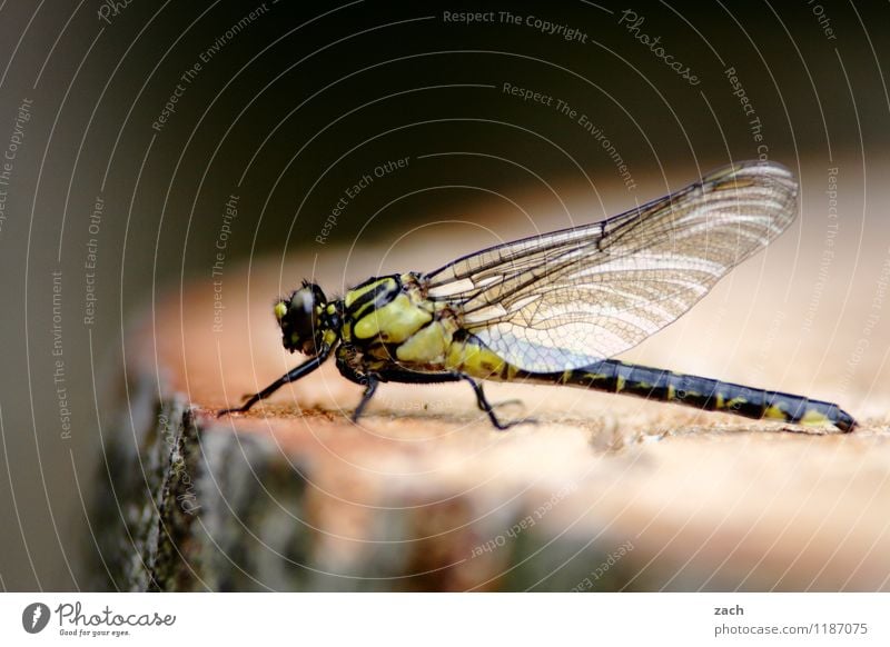 lunch break Plant Tree Tree stump Tree trunk Forest Animal Wild animal Insect Dragonfly Dragonfly wings 1 Flying Sit Wing Colour photo Exterior shot