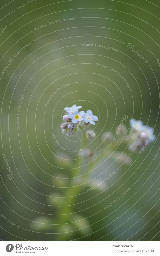 small fine Environment Nature Plant Spring Summer Flower Leaf Blossom Foliage plant Wild plant Thin Authentic Simple Friendliness Fresh Small Near Natural Soft