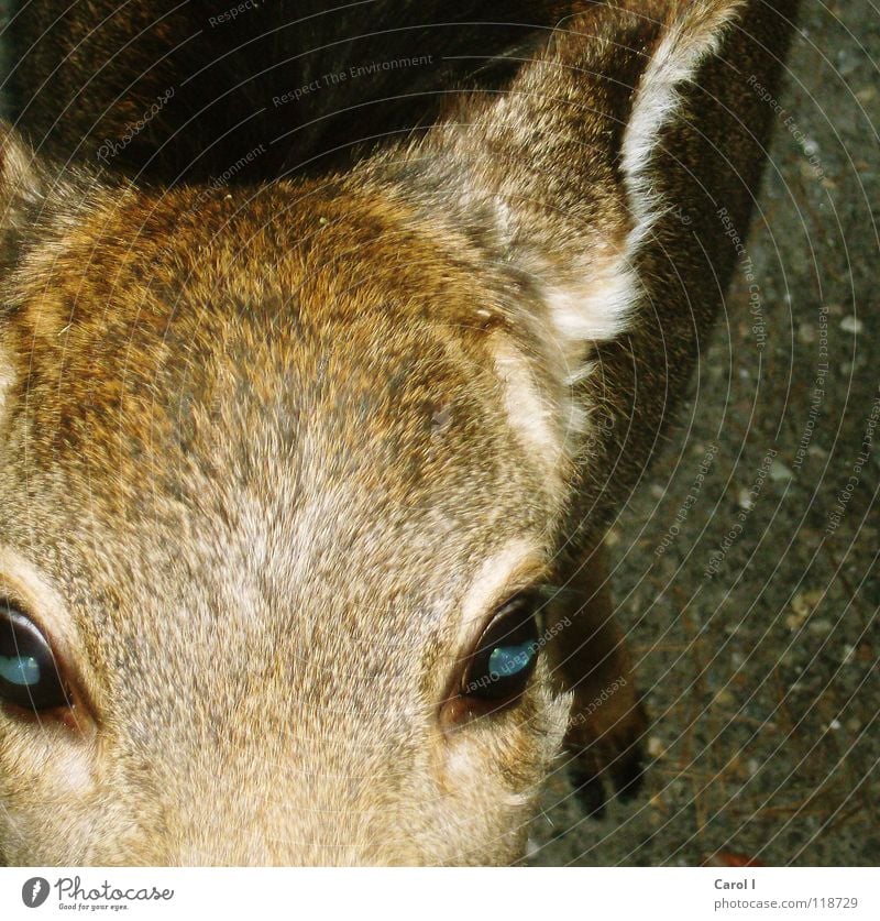 doe eyes Pelt Red Bushy Roe deer Winter Cold Paw White Soft Caress Zoo Striped Line Eye shadow Curiosity Pebble Child-friendly Doe eyes Macro (Extreme close-up)