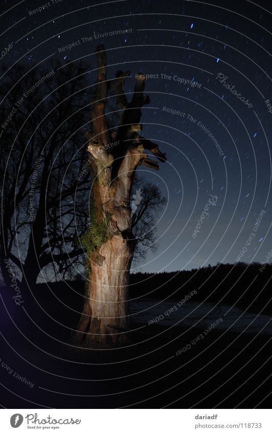 starstree Tree Illuminate Lighting Night Dark Field Forest Calm Long exposure Landscape Digital camera black Blue Sky Nature Beautiful external increase