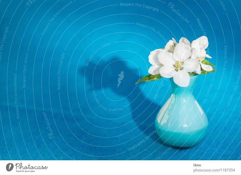 apple blossom Vase Blossom Blossoming Flower Blue Table Tablecloth