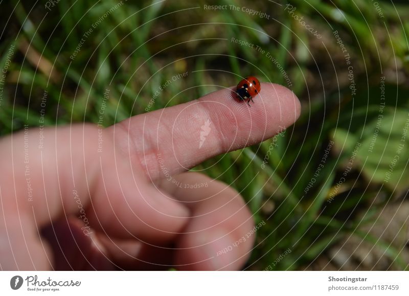 Ladybug 1 Nature Spring Grass Meadow Accessory Animal Beetle Flying Sit Elegant Small Near Red Trust Safety Sympathy Friendship Freedom Fingers Hand flown to