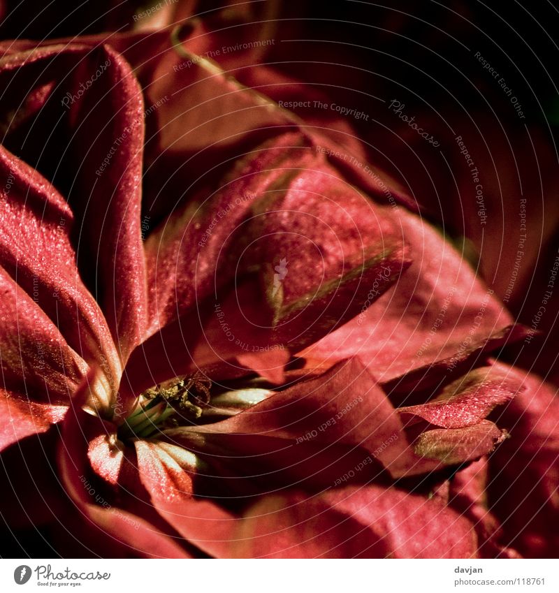 flames of flowers Flower Blossom Blossom leave Calyx Transience Macro (Extreme close-up) Enlarged Red Black Close-up Old passed one's zenith