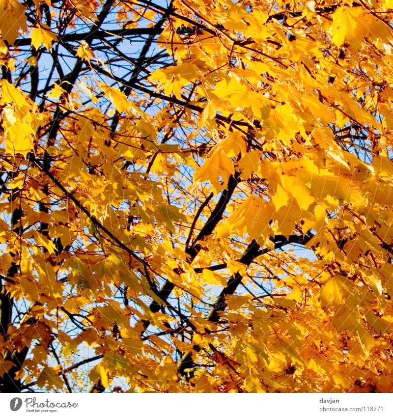 leaf noise Tree Leaf Autumn Yellow Beautiful Branch Sky Orange