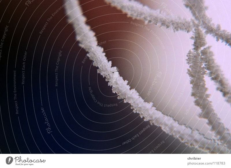 spoils of fog Winter Snow Ice Frost Net Black White Spider's web Hoar frost Ice crystal Integration Close-up Macro (Extreme close-up) Morning Reticular Network