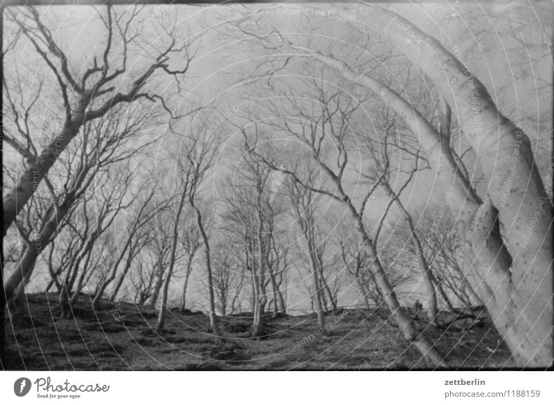 Jasmund, 1984 Forest Nature Worm's-eye view aberrant lines Autumn Winter Spring Tree Tree trunk Branch Twig Sky Cloudless sky Mountain Hill Cliff