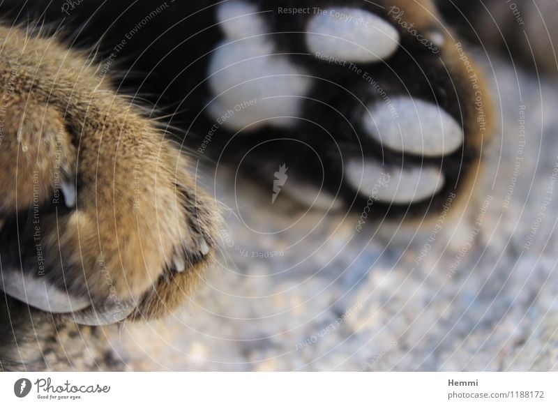 Cat paws I Animal Pet 1 Relaxation To enjoy Lie Sleep Paw Domestic cat Colour photo Exterior shot Close-up Detail Macro (Extreme close-up)