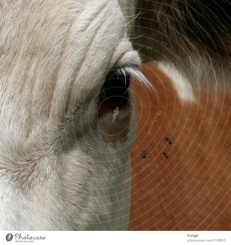 What are you looking at? Cow Cattle Animal Eyelash Pelt Livestock Looking Stand Mistrust Mammal Flying Ear bore Wait Observe Wrinkles Skin Eyes