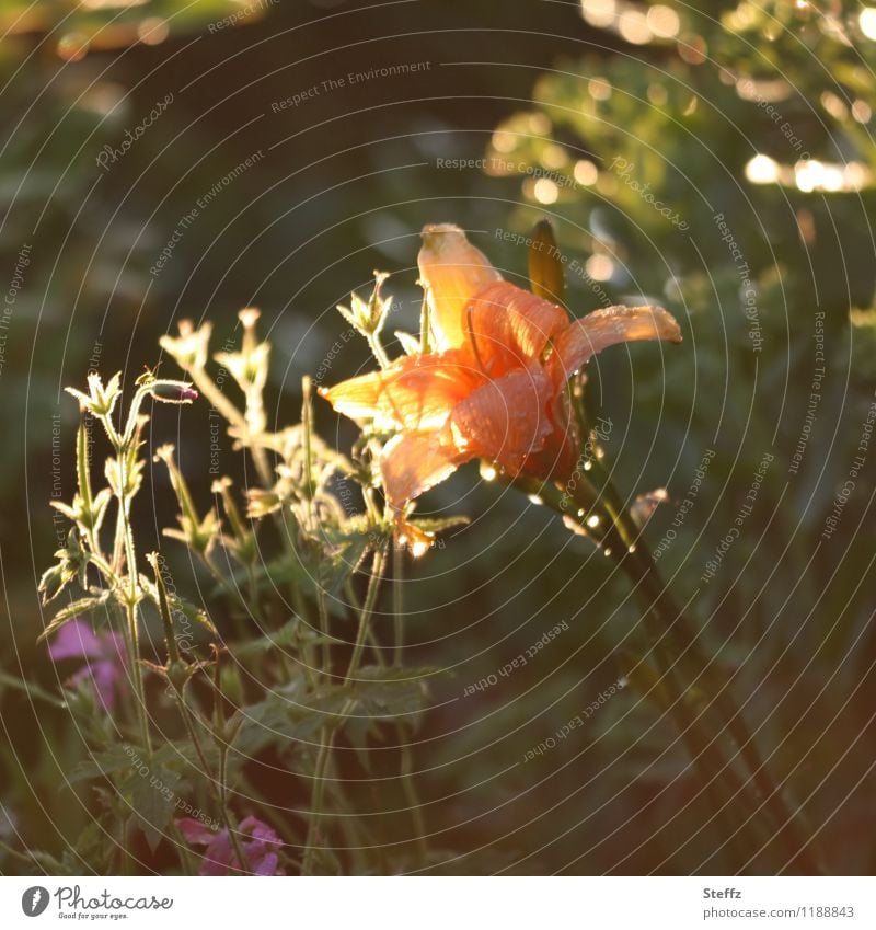 Lily in the afternoon light lily lily in bloom flowering flower July heyday summery impression orange lily last ray of sun Flower Blossom blossom Blossoming