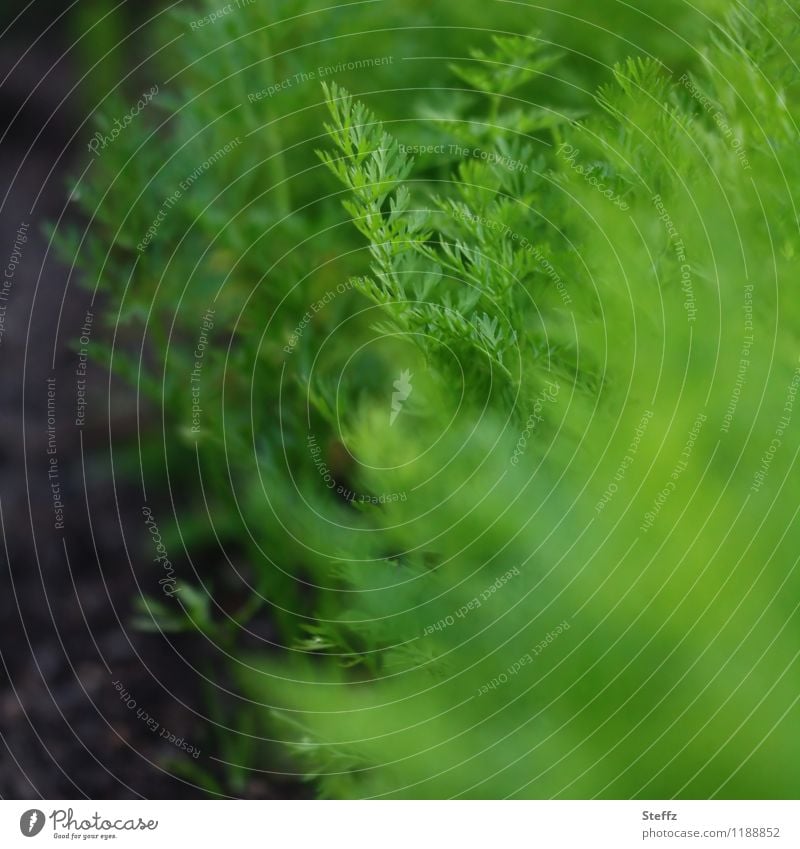 a green corner in the vegetable garden carrots Carrot garden vegetables spring vegetables carrot green Vegetable garden May organic Organic produce