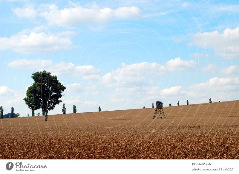 harvest time Environment Nature Landscape Air Sky Clouds Summer Beautiful weather Plant Agricultural crop Meadow Fragrance Infinity Bright Warmth Blue Yellow