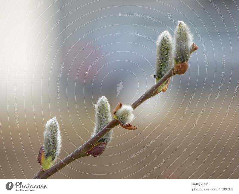 tender kittens... Plant Catkin Willow tree Blossoming Natural Delicate Velvety Spring Hay fever Car Colour photo Exterior shot Deserted Day Deep depth of field