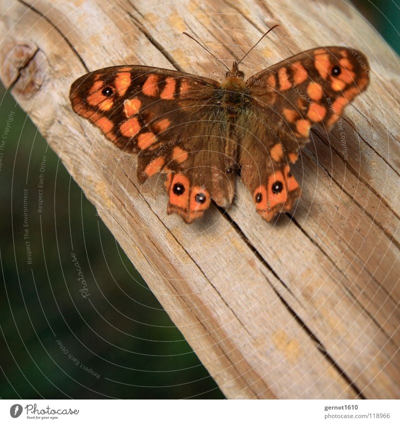 butterfly Butterfly Brown Wood Insect Flying insect Red Macro (Extreme close-up) Close-up Wing Orange