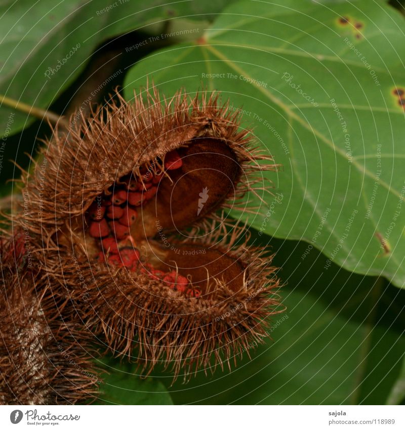 Say ah! Plant Bushes Thorny Brown Red Pharynx Muzzle Seed Orange Open Tongue Seed head Colour photo Exterior shot Close-up Macro (Extreme close-up)