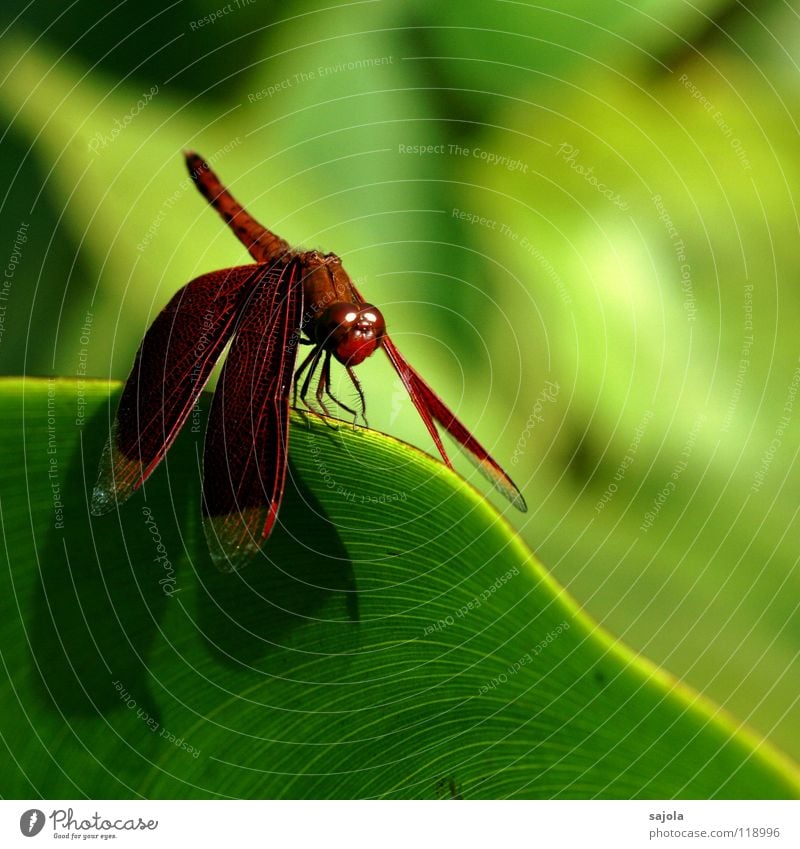 wings like velvet Animal Wild animal Animal face Wing 1 Green Red Esthetic Ease Dragonfly Insect Eyes Velvet Asia Singapore Aeshnidae Noble Purple Burgundy