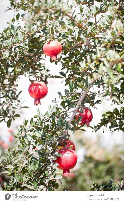 in the midday heat Environment Nature Landscape Plant Summer Beautiful weather Warmth Tree Agricultural crop Exotic Pomegranate Fruit Fruit trees Plantation