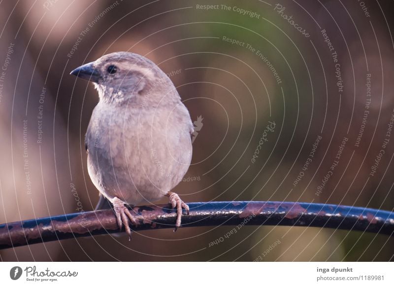 sidelong glance Animal Wild animal Bird Animal face Songbirds Sparrow 1 Looking Natural Brown Gray Contentment Nature Environment Colour photo Exterior shot