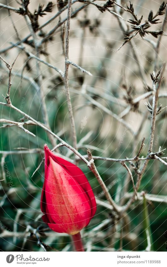 In the thornbush Environment Nature Plant Summer Drought Flower Bushes Wild plant Tulip Prickly bush Thorny Gloomy Dry Colour photo Exterior shot Deserted Day