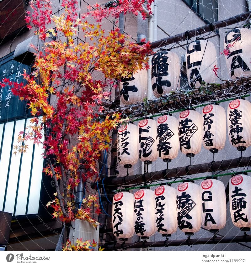 difficult to understand... Art Environment Nature Plant Japan Tokyo Asakusa Kannon temple Lamp Lampion Characters Japanese plastic flowers Modern Advertising